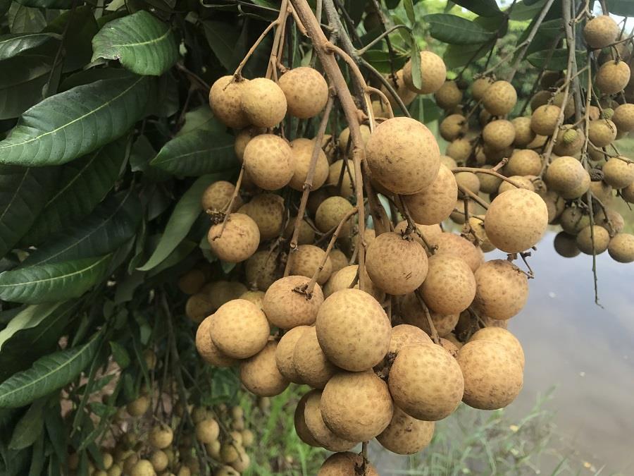 Tips for eating longan without increasing blood sugar. Photo: Bich Ha
