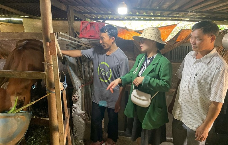 Authorities provide breeding cows for people in Kien Thanh commune to develop the economy and escape poverty. Photo: Bao Trung