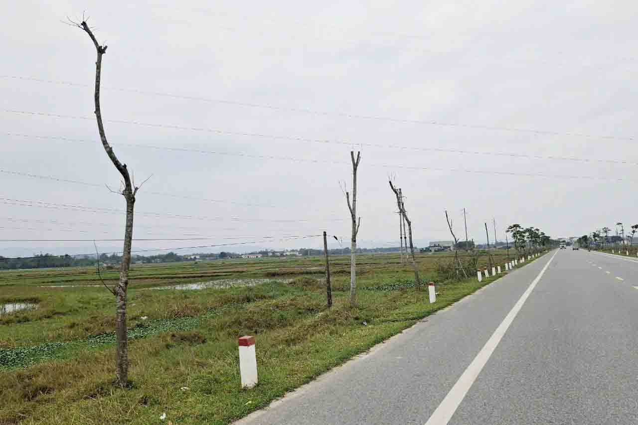 Dự án trồng cây Lát trên Quốc lộ 15B qua xã Việt Tiến có hàng loạt cây bị chết khô. Ảnh: Trần Tuấn