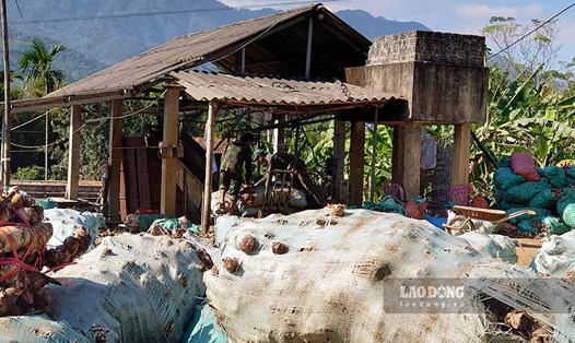 Một cơ sở chế biến dong riềng tại xã Nà Tấu vẫn ngang nhiên hoạt động  không phép (Ảnh chụp ngày 11.11). Ảnh: Quang Đạt