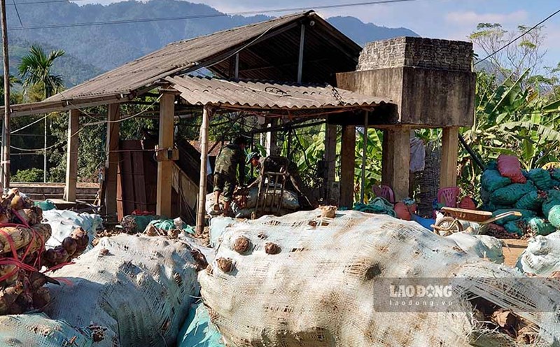 A cassava processing facility in Na Tau commune is still operating without a license (Photo taken on November 11). Photo: Quang Dat