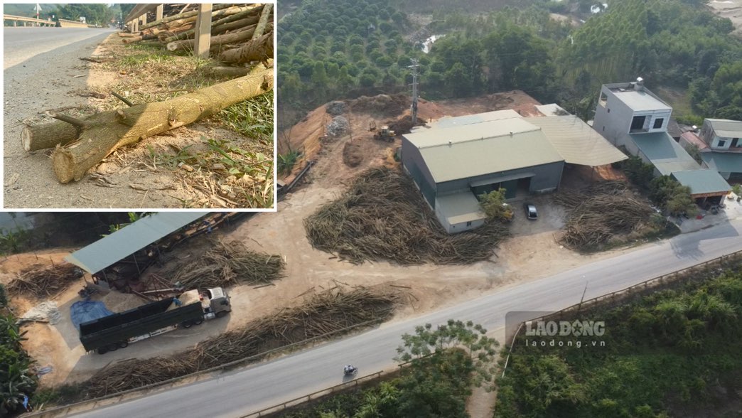 Traffic safety at the gathering place of the Sao Viet Tuyen Quang Company Limited's wood workshop. Photo: Viet Bac.
