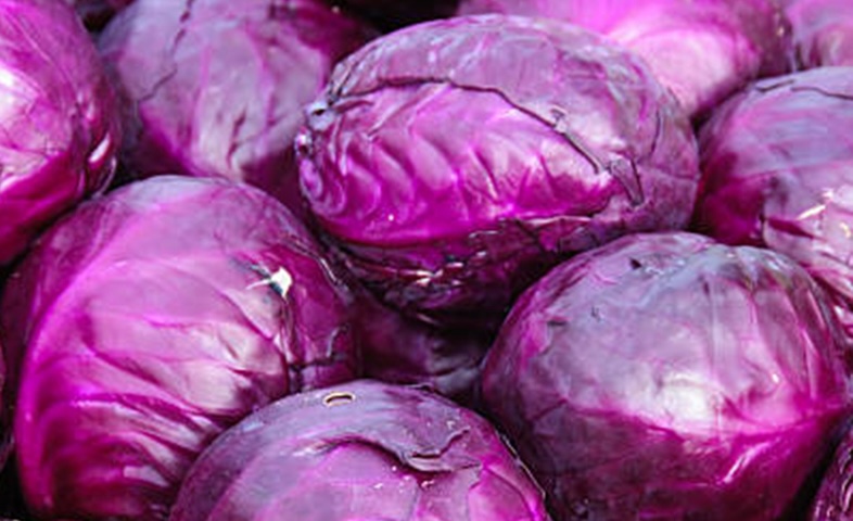 Purple cabbage can help reduce bad cholesterol when added to the diet. Photo: Kieu Vu