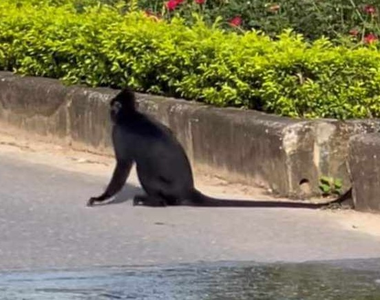 A langur attacks people on the street. Photo: H. The
