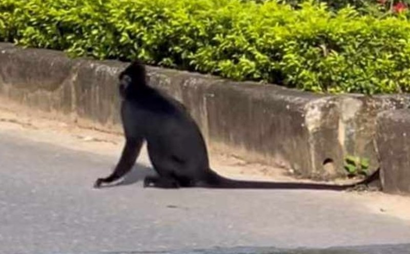 A langur attacks people on the street. Photo: H. The