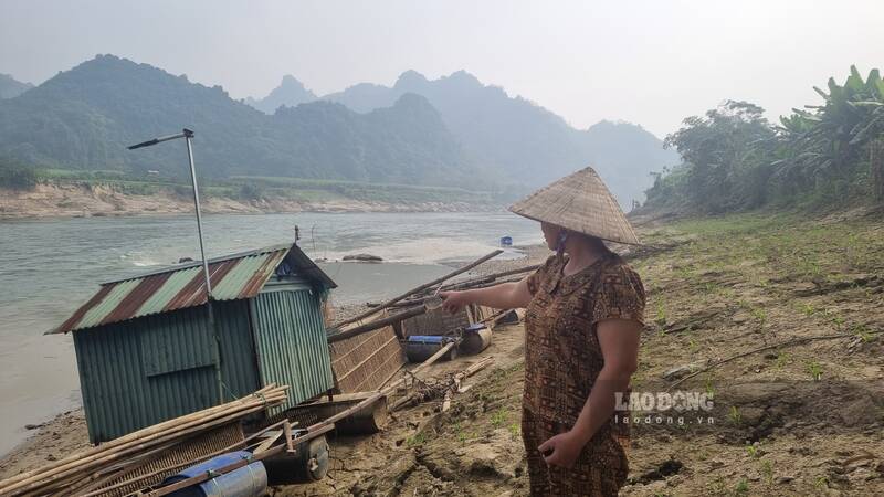 Many people raising fish in cages are struggling because the water level of the Lo River is low. Photo: Lam Thanh