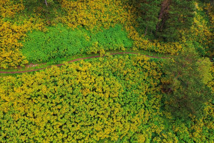 Wild sunflowers cover the Xuan Tho commune, about 10 km from the center of Da Lat city. Photo: Quang Da Lat