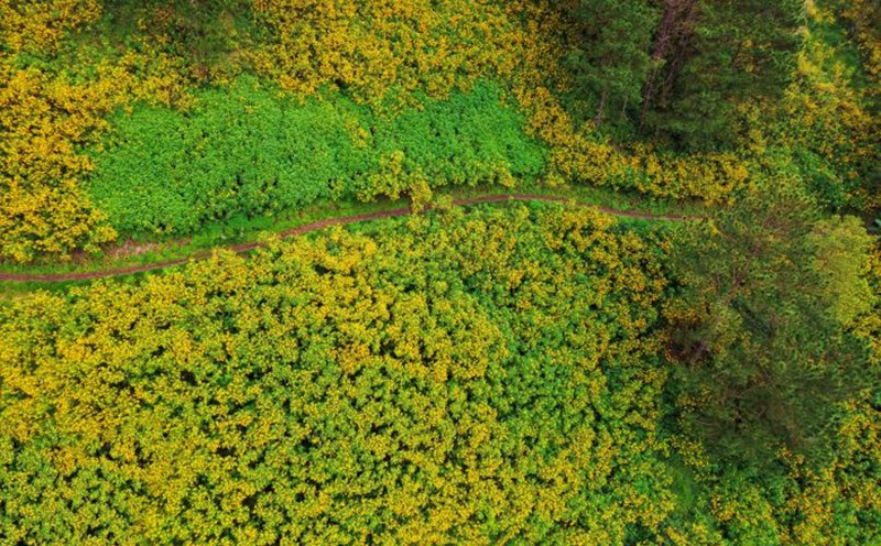 Wild sunflowers cover the Xuan Tho commune, about 10 km from the center of Da Lat city. Photo: Quang Da Lat