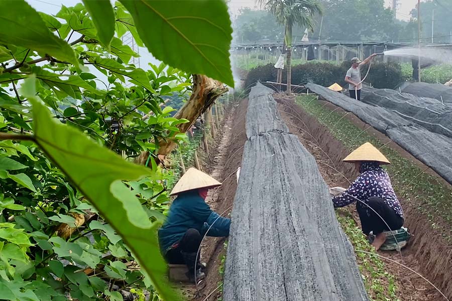 Tay Tu farmers have to switch to selling bread due to crop failure