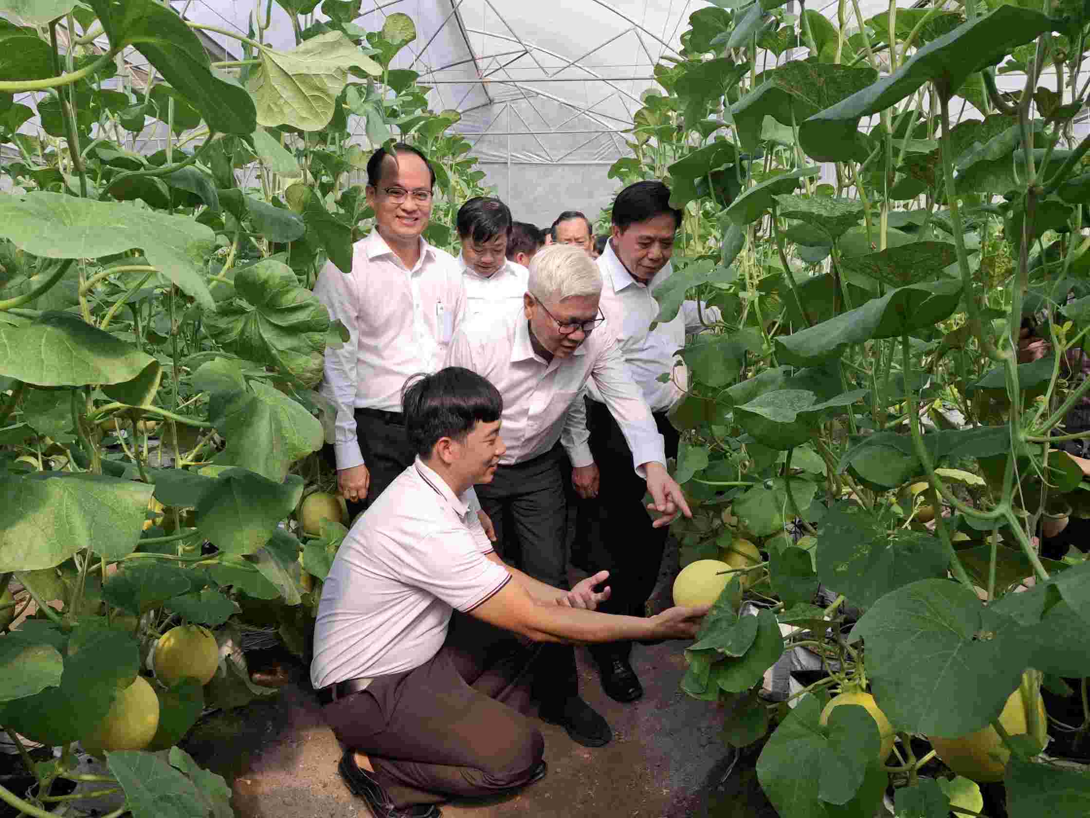 Leaders of Binh Duong province visited agricultural production cooperatives applying technology. Photo: Duong Binh