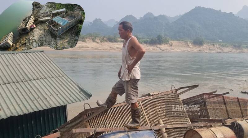 People raising fish in cages on the Lo River are left empty-handed. Photo: Lam Thanh