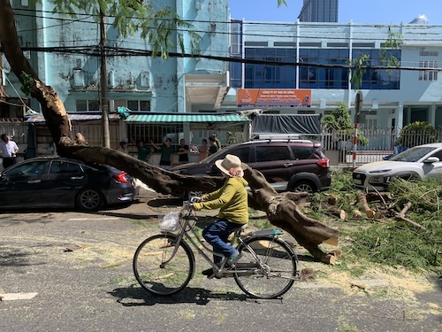 A large tree branch in Da Nang suddenly broke and fell onto the road. Photo: Nguyen Linh