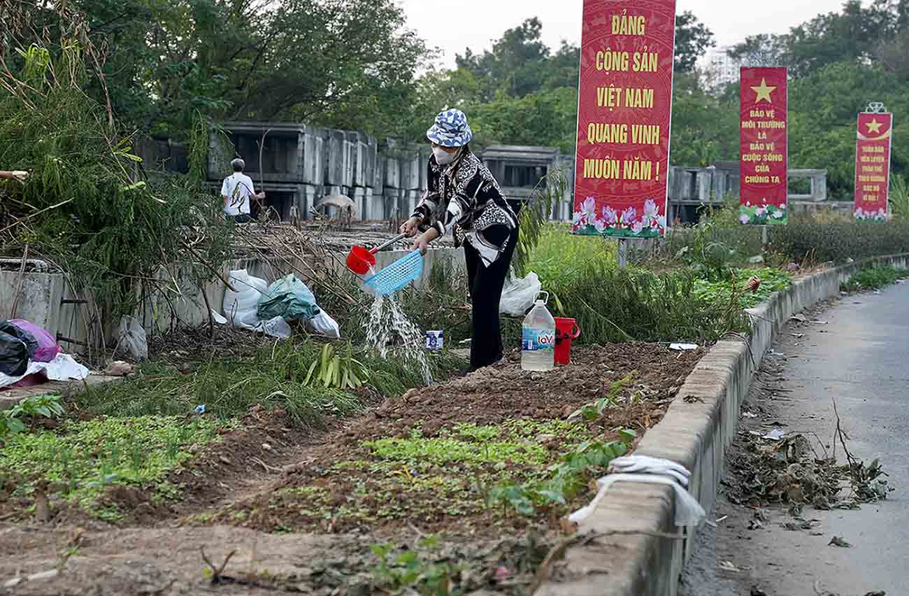 Dai phan cach tro thanh noi trong rau cua nguoi dan. “Thay tuyen duong lam mai khong xong nen toi tan dung trong rau cho do lang phi” - mot nguoi dan song doc tuyen duong cho hay.