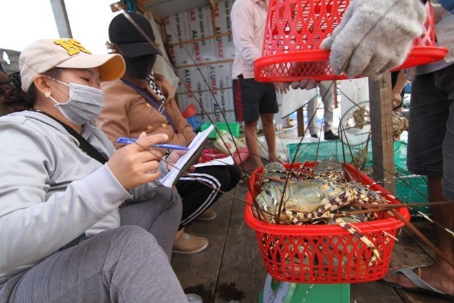 Authorities are inspecting and handling the situation of smuggling and illegal transportation of lobster seeds. Photo: Huu Long