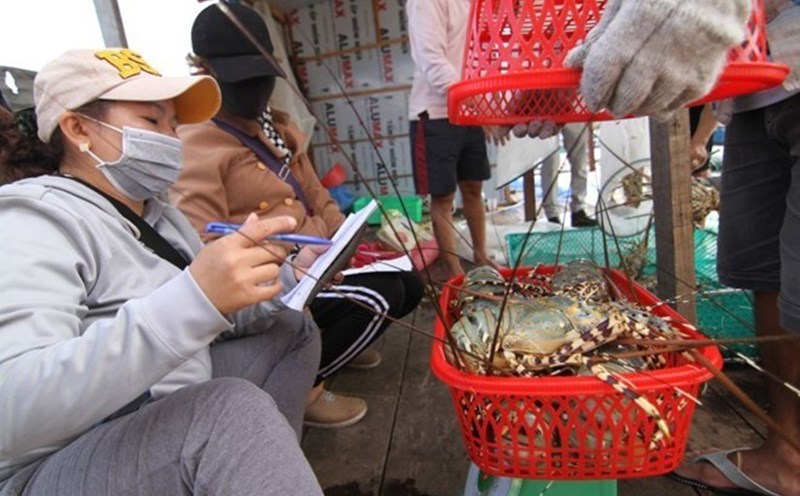 Authorities are inspecting and handling the situation of smuggling and illegal transportation of lobster seeds. Photo: Huu Long