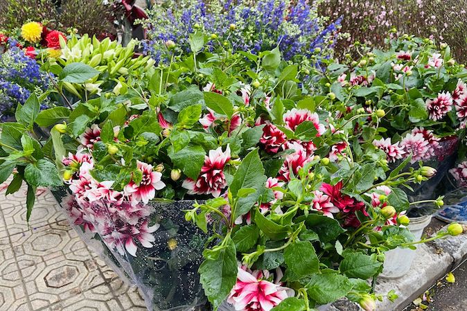 Dahlias are not only beautiful but also help control blood sugar. Photo: Duc Manh