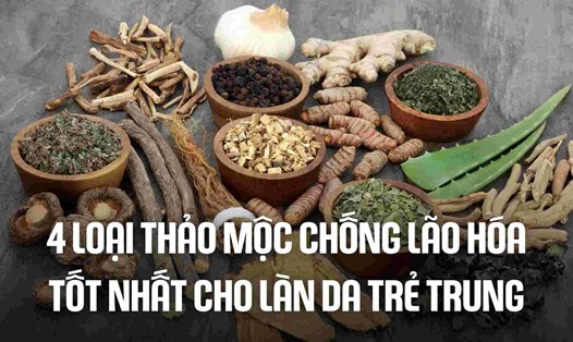 4 loại thảo mộc chống lão hóa tốt nhất cho làn da trẻ trung. Đồ họa: Cao Thơm