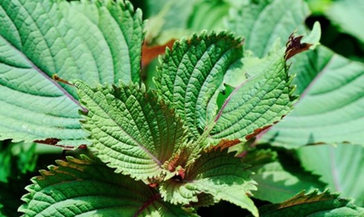 Lá tía tô được cho là có thể hỗ trợ hạ đường huyết và điều trị mất ngủ hiệu quả. Ảnh: Hải Minh