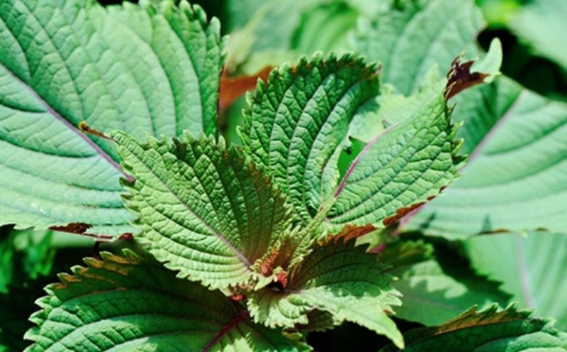 Perilla leaves are said to be able to help lower blood sugar and effectively treat insomnia. Photo: Hai Minh