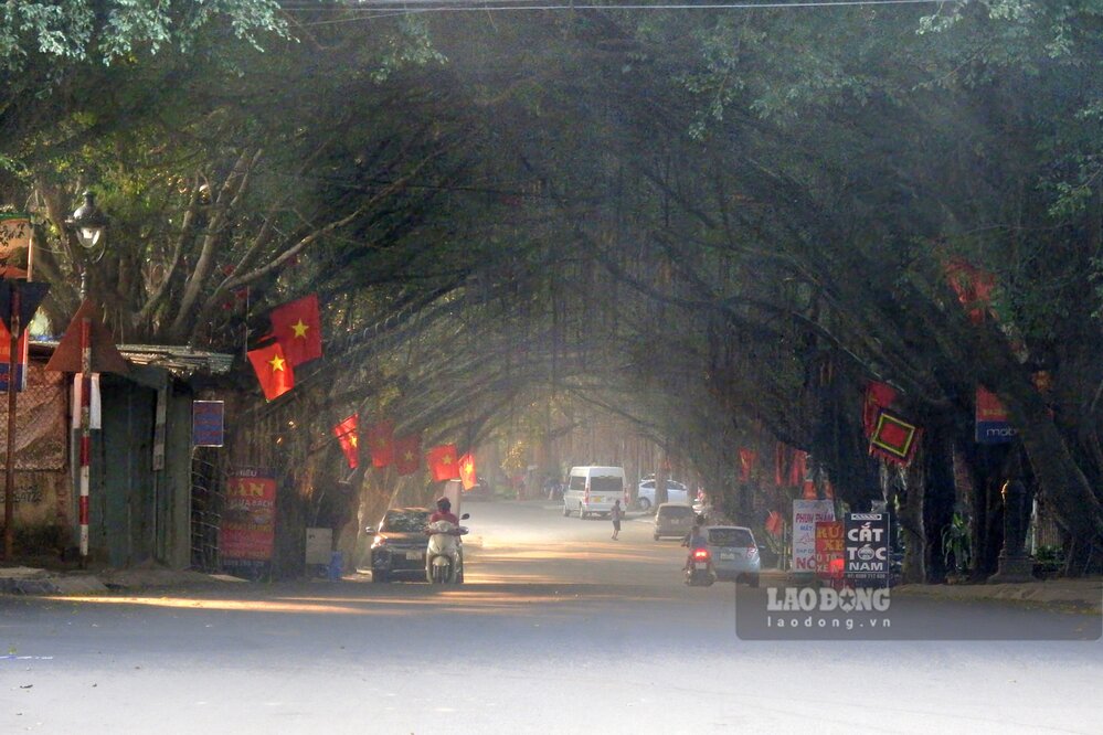 Phia sau chiec cong vung chai nay la con duong voi hang tram cay si cao lon tuong doi dong deu, xanh tot rop bong mat. Anh: To Cong.