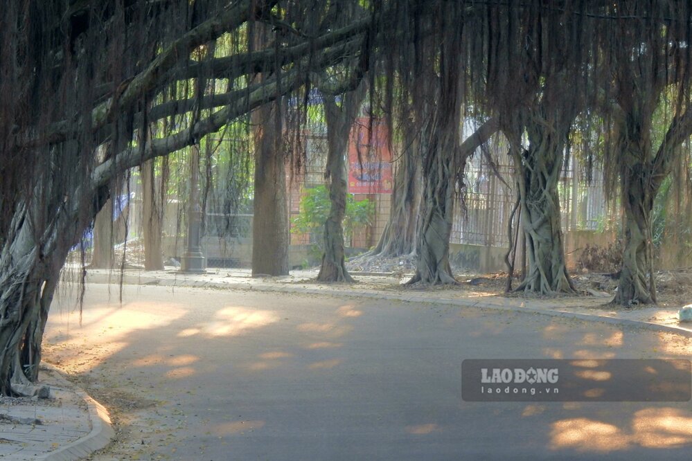 Cac cay si tai day duoc trong cach nhau khoang 2 m, than cay co chu vi tren duoi 70 cm. Cac canh va ngon cay deu nga ve huong mat duong nhu tao thanh mot chiec mai che tu nhien khong lo. Anh: To Cong.