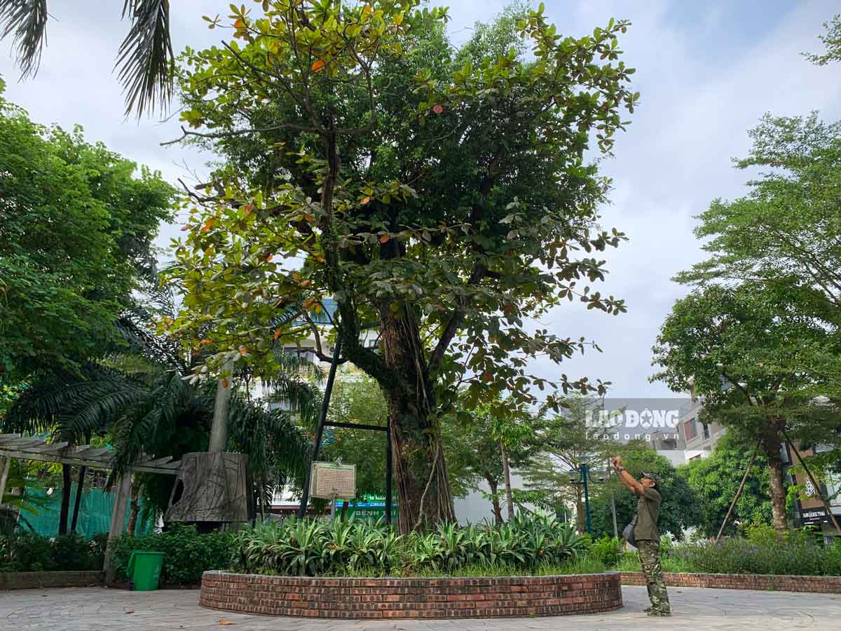 The ancient banyan tree is associated with the history of Nam Dinh textile industry. Photo: Ha Vi