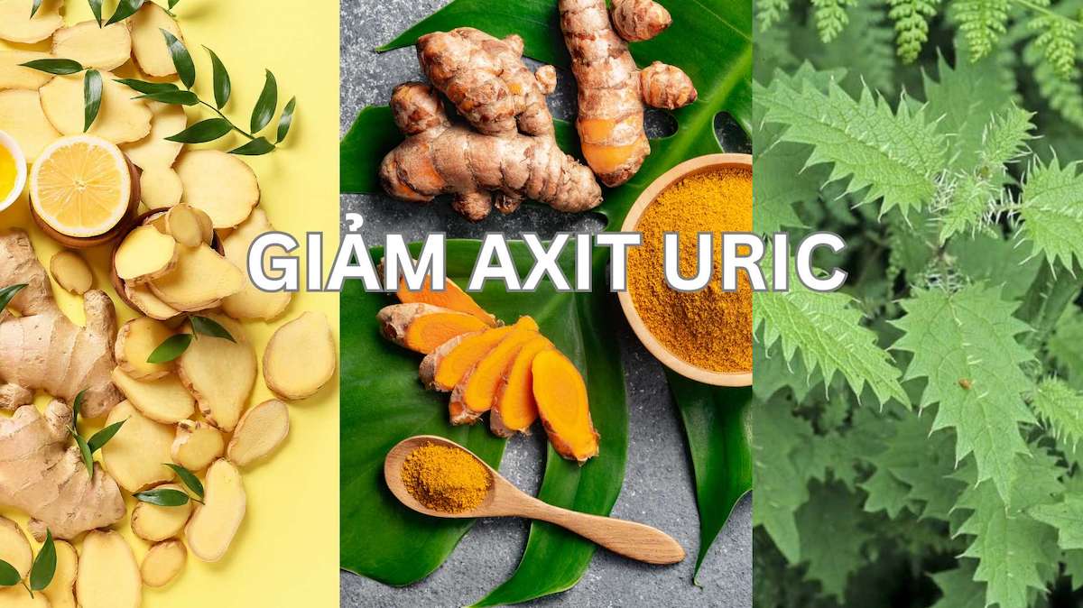 Tell you 3 types of herbs that effectively reduce uric acid.