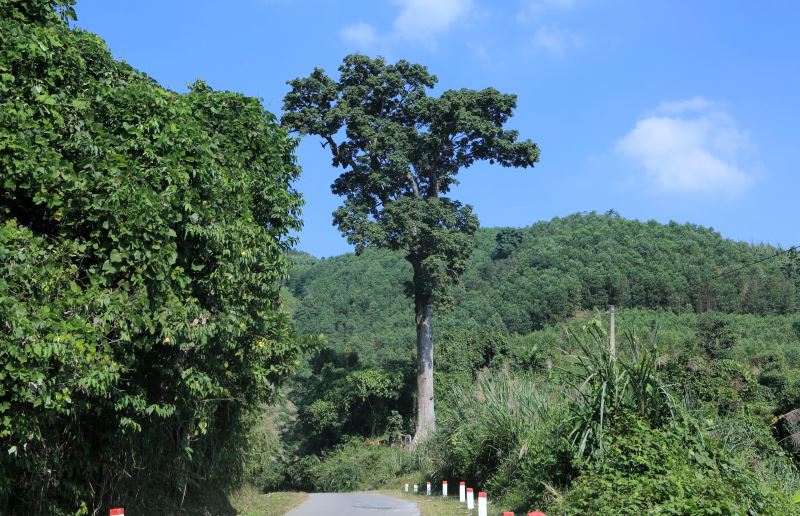 Cay lim xanh nam canh con duong trong Vuon Quoc gia Ben En. Anh: Quach Du