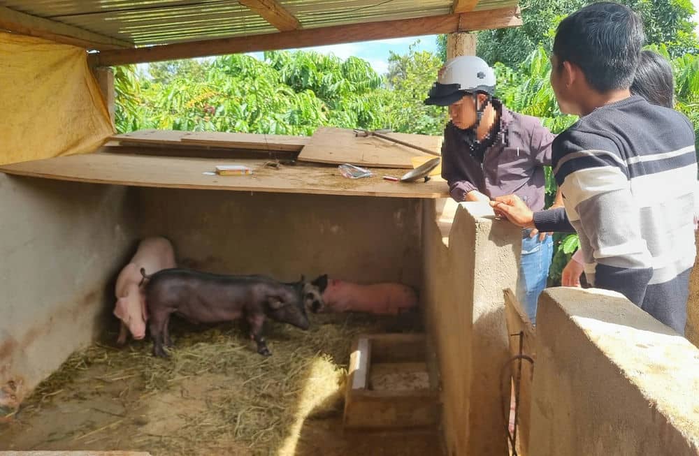 Number of breeding pigs distributed to poor and near-poor households infected with African swine fever. Photo: Thanh Tuan