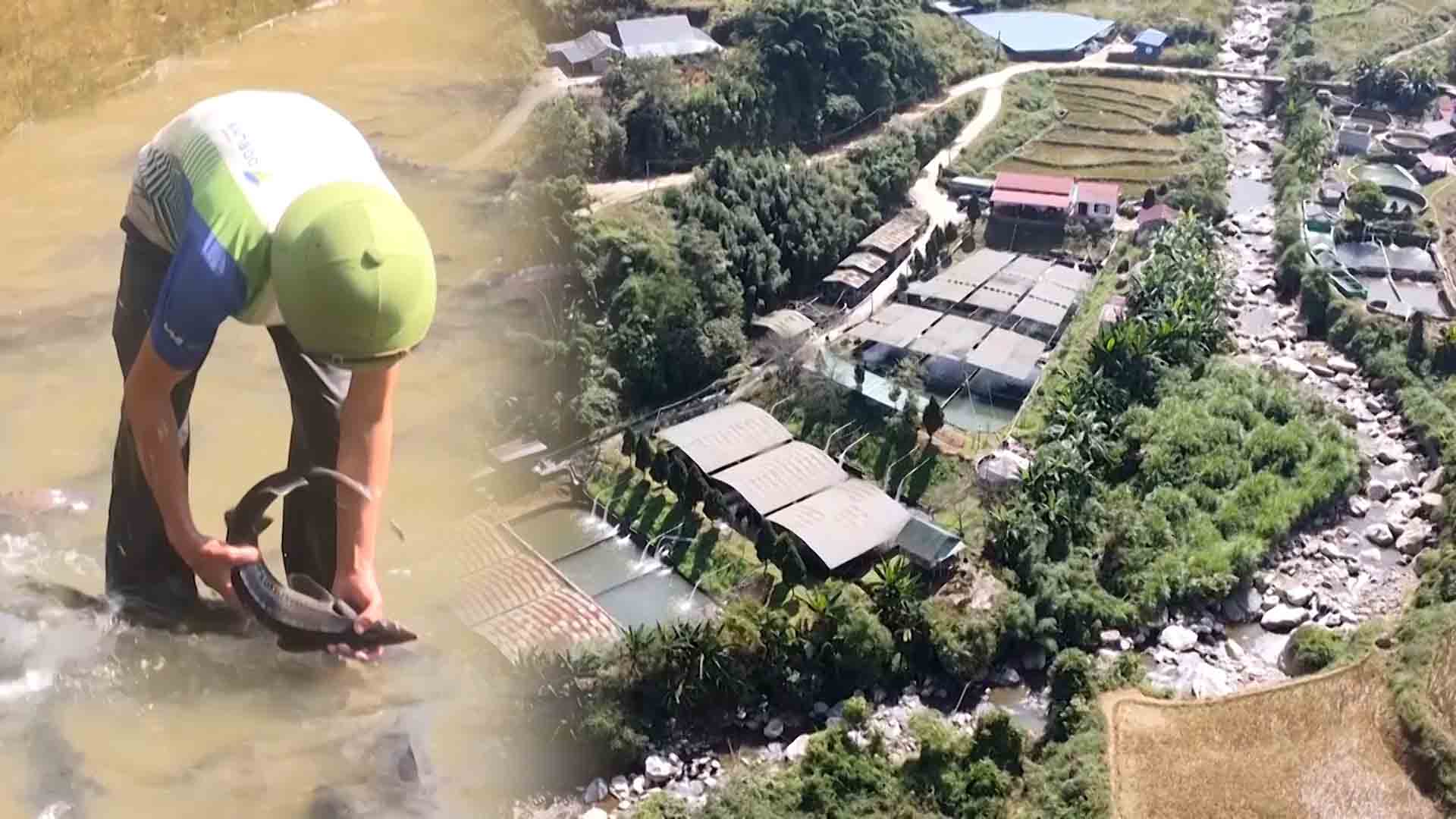 Establish cooperative models to restore cold-water fish farming