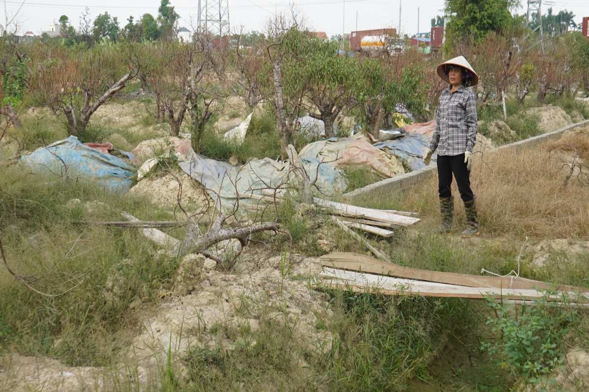 Than tho giua vuon dao, ba Hoang Thi Huong, thon Hoa Nhat, xa Dang Cuong cho biet, gia dinh ba Huong co 200 goc dao da, hon 100 goc dao the, den nay, chi con khoang 20 goc co kha nang ban duoc dip Tet nguyen dan nay.