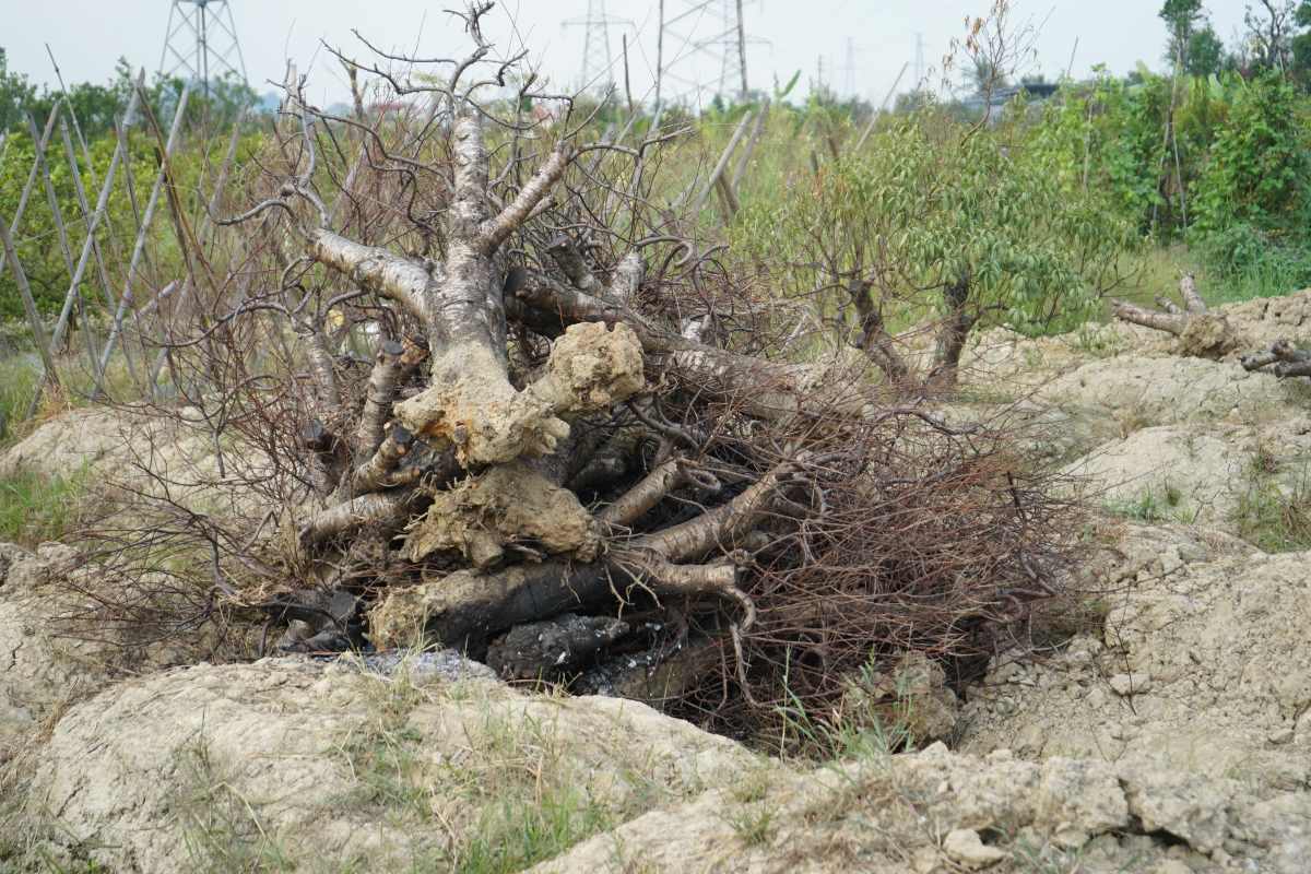 Cung theo ba Huong, gia dinh ba chua phai ho bi thiet hai nang ne nhat. Nhieu ho mat trang, phai dao goc chat dong o vuon, thiet hai den tien ti.