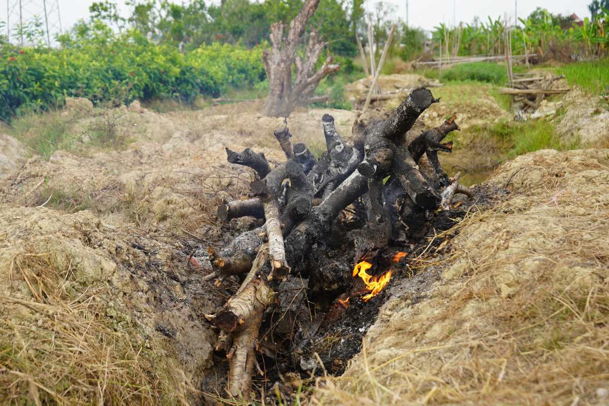 Stone peach roots become dry firewood in Hai Phong peach garden. Photo: Mai Dung
