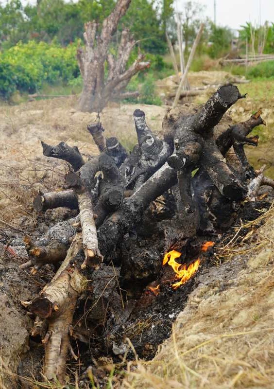 Nhung goc dao chet kho duoc gia dinh ong Phan dao len, chat thanh dong cui de dot dan, do mat cong van chuyen di noi khac. “Nhin goc dao tien trieu chay rui, vo chong toi chi biet dong vien nhau” - ong Phan cho hay.