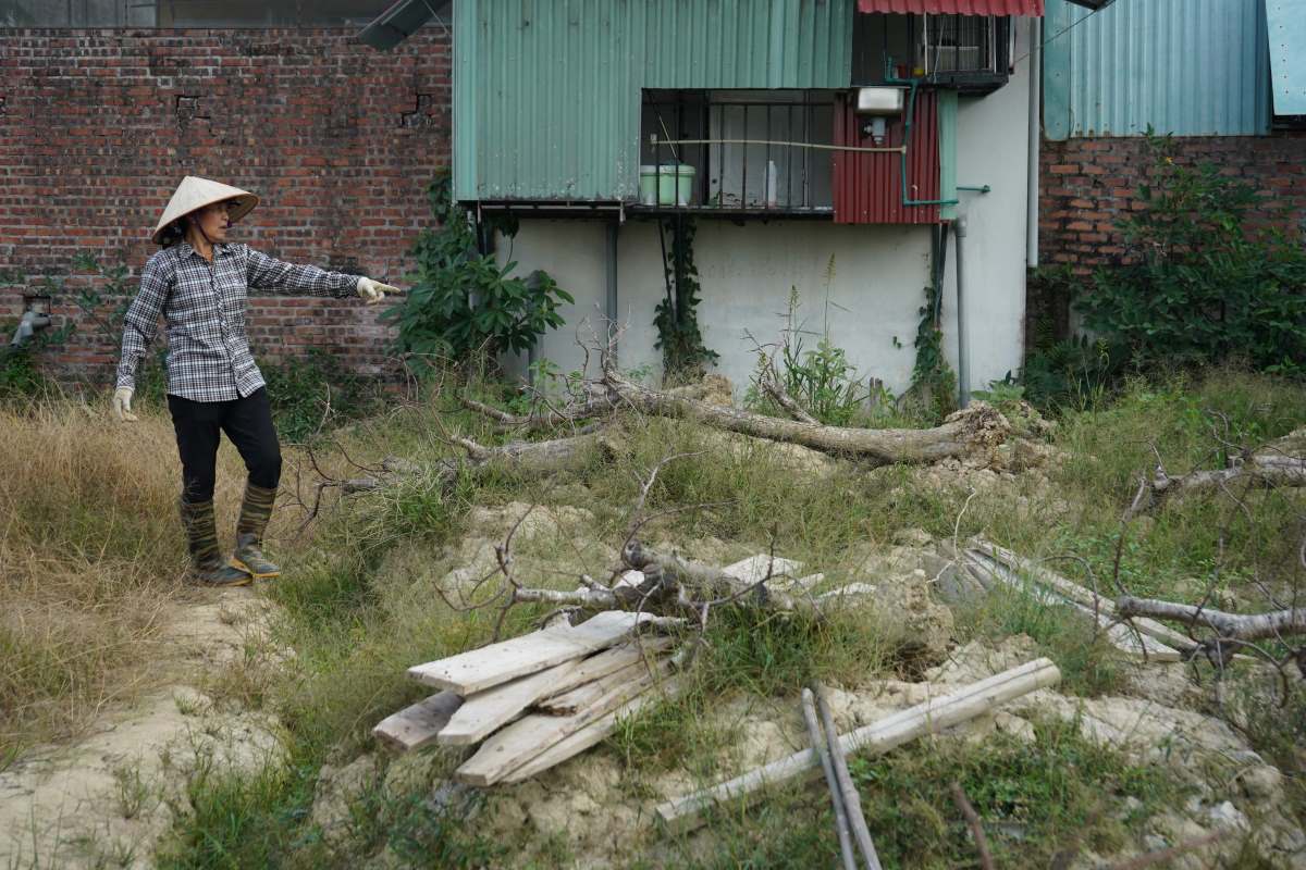 “Bao Yagi do bo, vuon nha toi “bay” khoang 1/3 goc, nhung dot lut sau bao khien ca vuon dao chet trang, chi con vai goc trong tren khu dat cao con song sot. Thiet hai vuon dao 4 sao cua gia dinh khoang 600 trieu dong” - ba Huong cho biet.