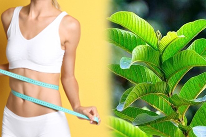 Guava leaves are a natural, easy-to-find and safe ingredient with many health benefits, especially in controlling blood sugar and blood lipids. Graphic photo: Vy Vy.