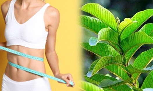 Lá ổi là một nguyên liệu tự nhiên, dễ tìm và an toàn với nhiều lợi ích sức khỏe, đặc biệt trong việc kiểm soát đường huyết và mỡ máu. Ảnh đồ họa: Vy Vy.