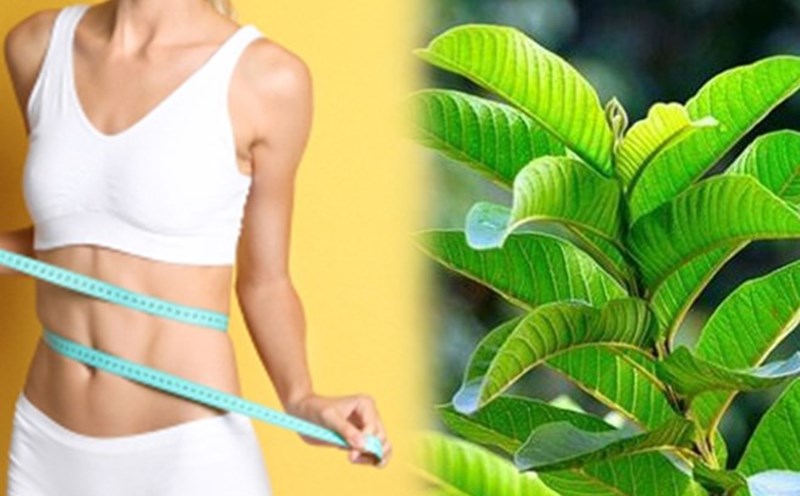 Guava leaves are a natural, easy-to-find and safe ingredient with many health benefits, especially in controlling blood sugar and blood lipids. Graphic photo: Vy Vy.