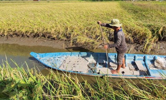 Mo hinh lua tom duoc cho la ben vung, nhung tom nuoi trong mo hinh lua tom thu nhi le, hau het khoan trang cho thuong lai. Anh: Nhat Ho