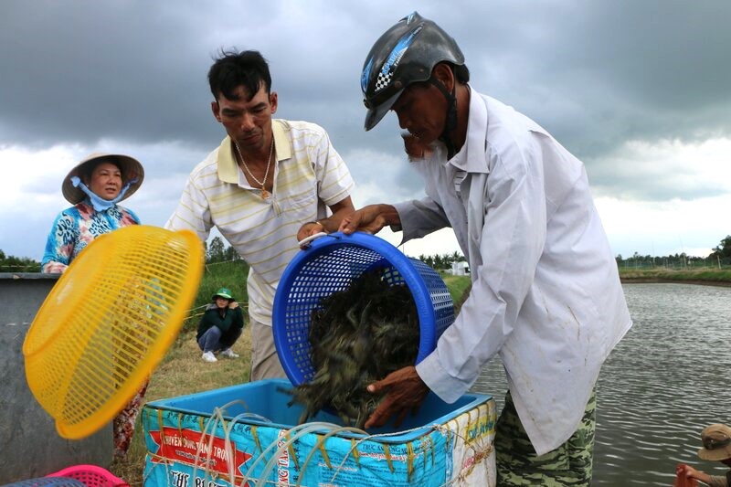 Cong nghe thu hoach va sau thu hoach van la khau yeu cua nganh tom Viet Nam. Anh: Nhat Ho