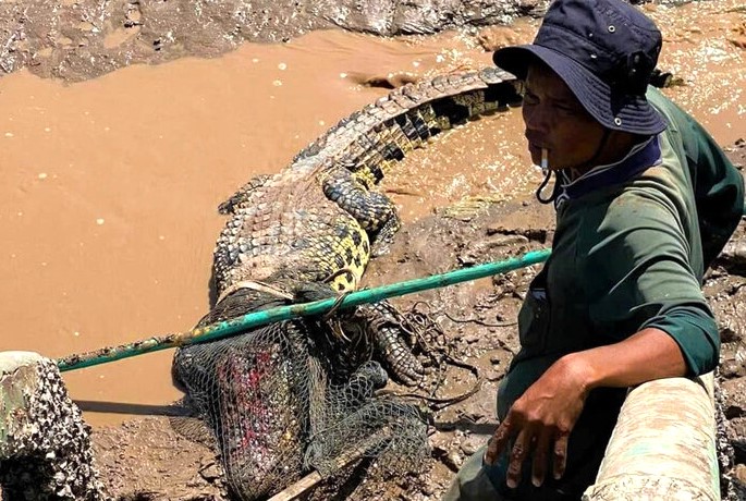 Crocodile caught by Bac Lieu people. Photo: Provided by people