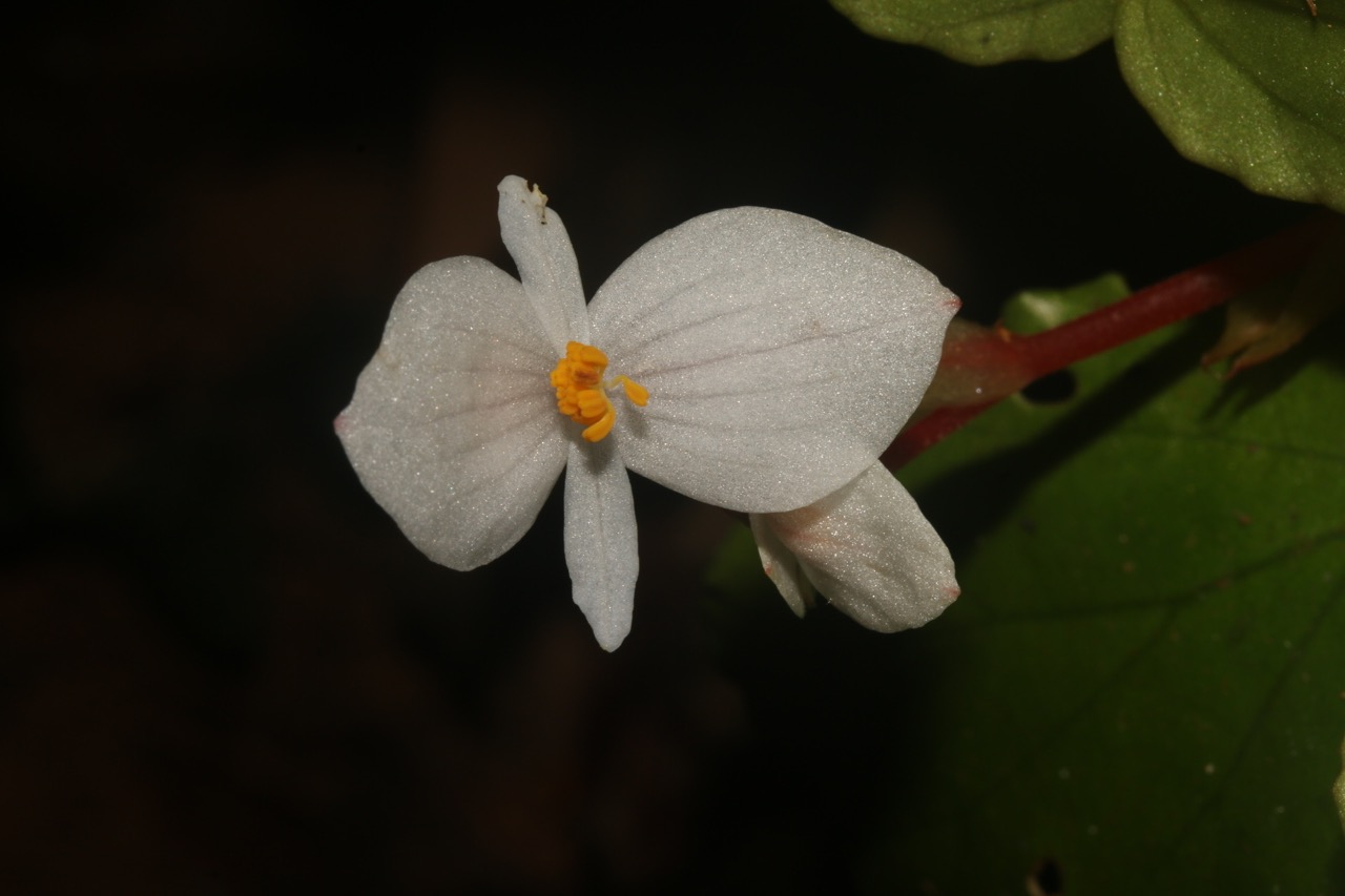 Hoa cua loai thuc vat moi duoc phat hien nay trang muot, rat dep. Anh: WWF cung cap