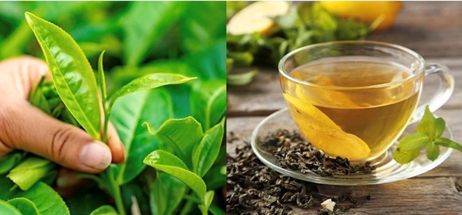 Using green tea properly can be a natural, safe way to help reduce uric acid. Graphics: Huong Giang