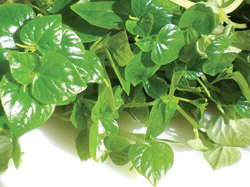 Watercress is rich in calcium and cheap. Photo: Ha Le