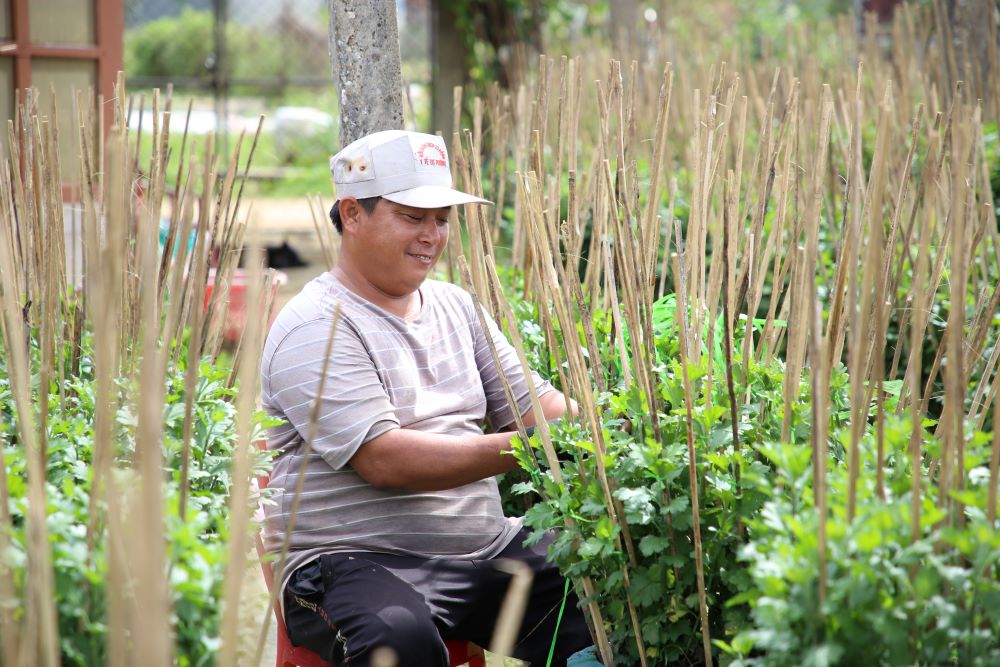 Farmers take care of chrysanthemums in time for Tet. Photo: Hung Tho.