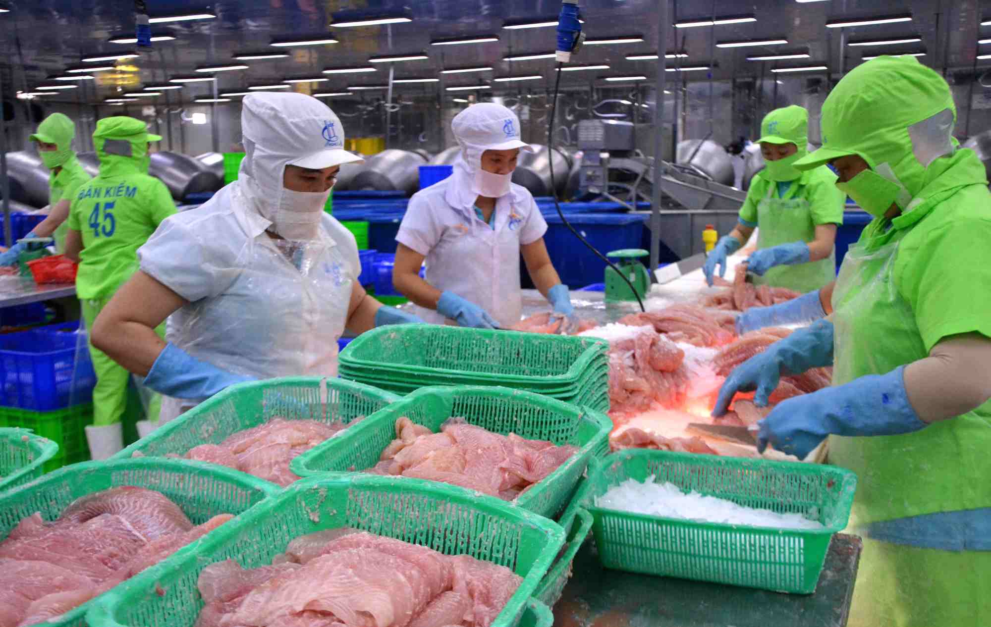 Processing tra fish for export in Dong Thap. Photo: Luc Tung