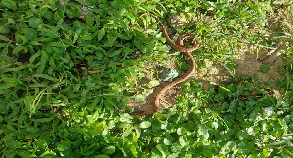 A viper (Ovophis monticola) is moving on the route. Photo: Bai Tu Long National Park Management Board