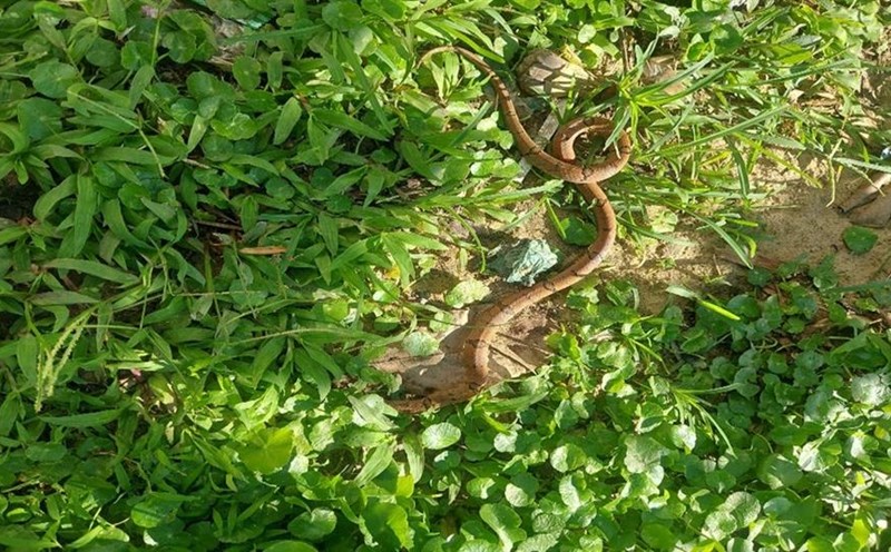 A viper (Ovophis monticola) is moving on the route. Photo: Bai Tu Long National Park Management Board