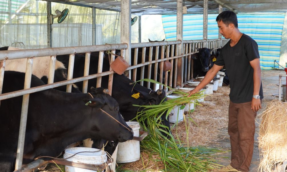 More than 2,200 billion VND to develop cattle herds in Soc Trang towards commodity production.