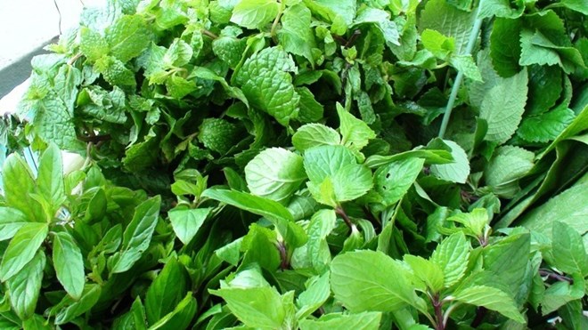 Herbs should be added regularly to meals in moderate amounts, avoiding overuse. Photo: Huong Giang